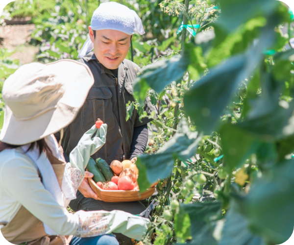 トマトを収穫する男性と女性